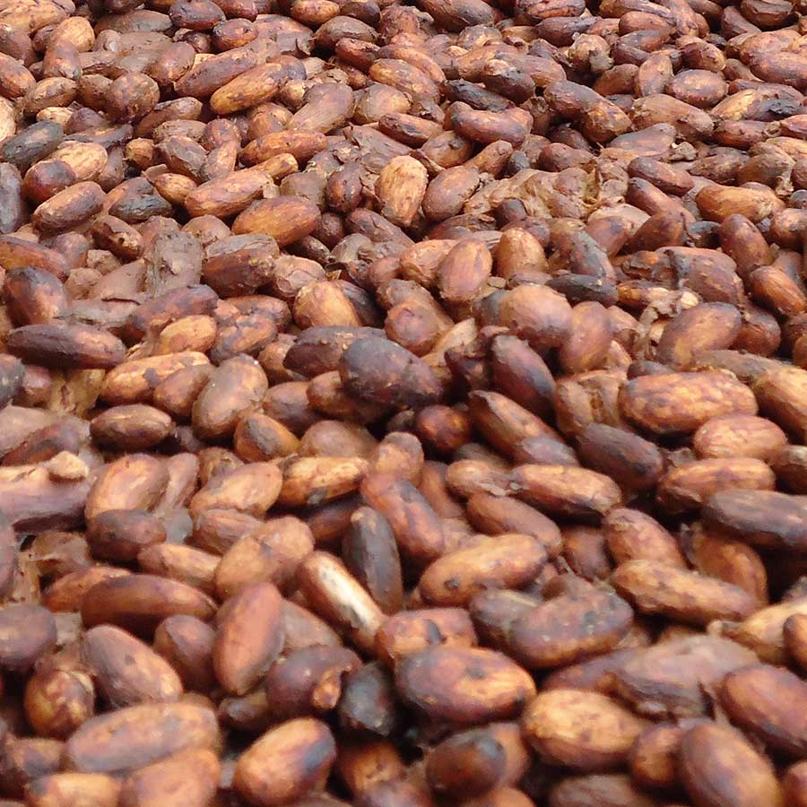 Fèves de cacao Crues